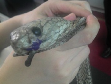 廣州白云機場CEIA安檢門檢測通道驚現逼真蛇形皮帶[圖]