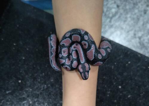 金屬探測門廠家：白云機(jī)場安檢驚現(xiàn)“小蛇”！